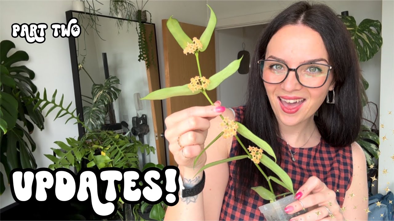 ✨Part TWO✨ Updates From My Houseplant Collection 🪴