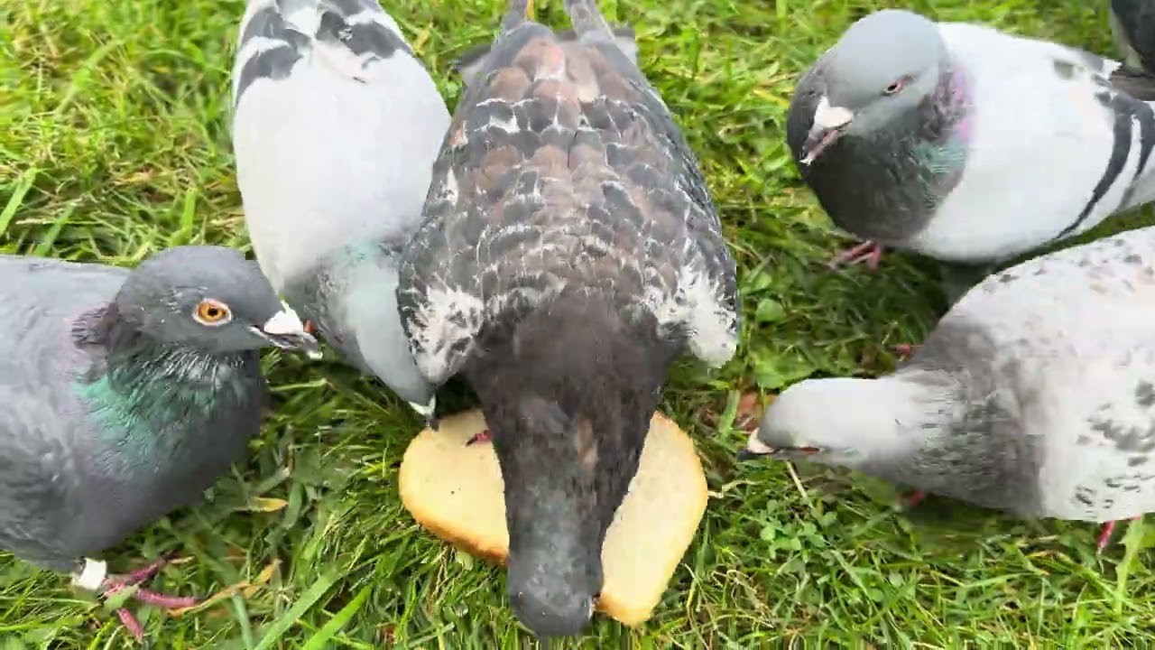 Pigeons Fighting for Bread — Strangely Relaxing Video 🕊️🍞