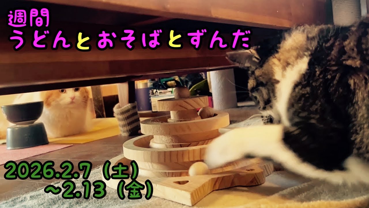 「ハマる猫トイ」「大寒波襲来」などの動画です