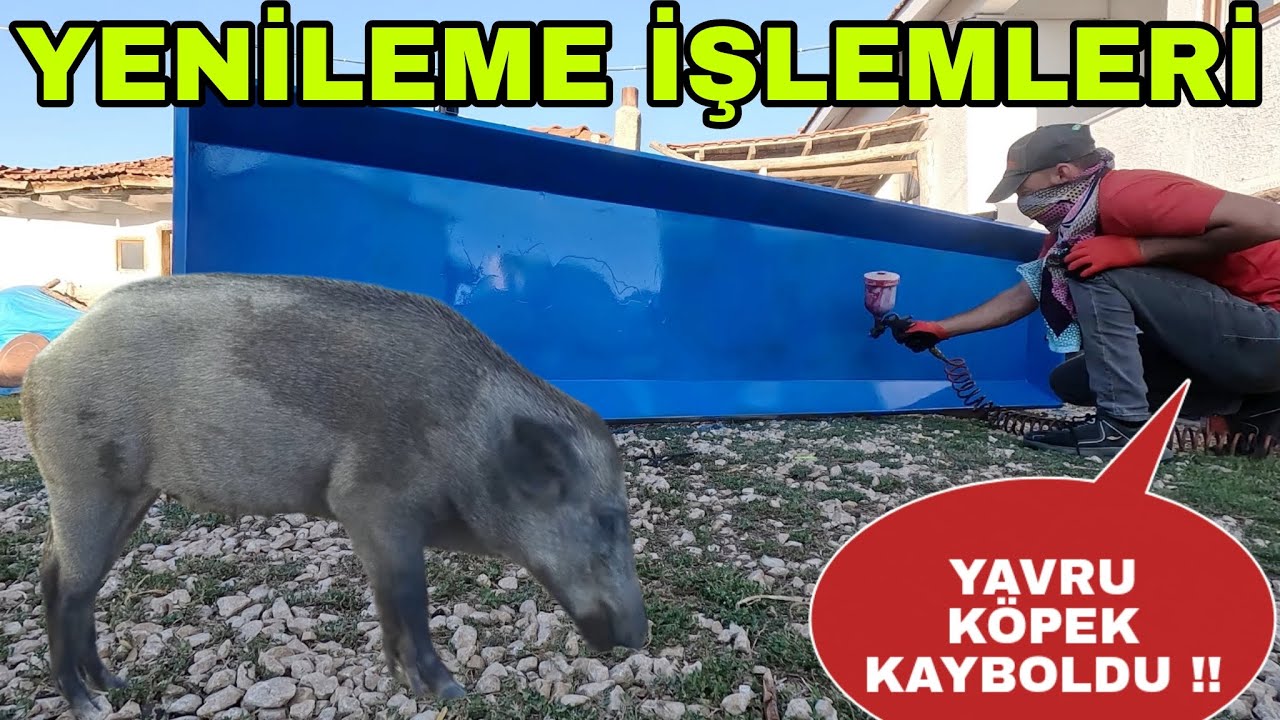 YENİLEME İŞLEMLERİ~YAVRU KÖPEKLERDEN  BİRİ KAYBOLDU~ISIRMALIK MENÜ