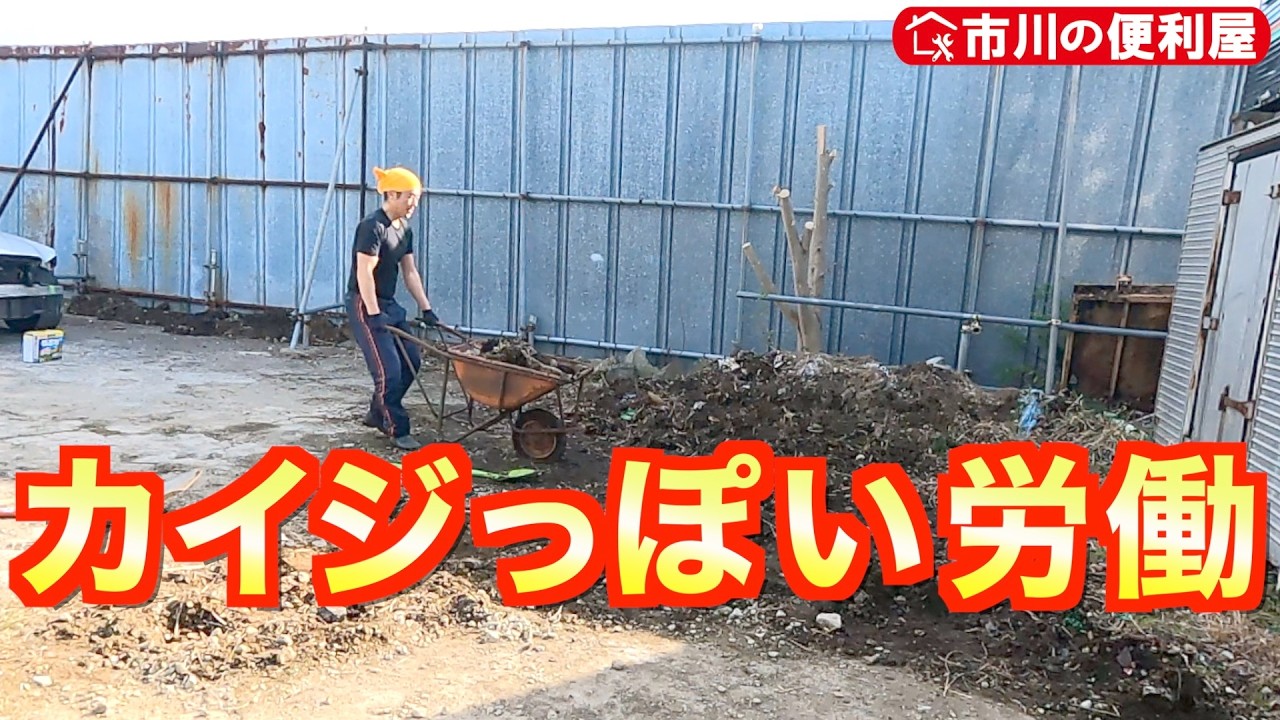 【カイジみたいな肉体労働】地表けずり⛰️グラウンドピーラー大活躍🧹腰を犠牲にする作業２本立て🌴おまけ：オリーブ刈込剪定🌲千葉県市川市の便利屋！各作業料一覧、お問い合わせ先は概要欄をご覧下さい！