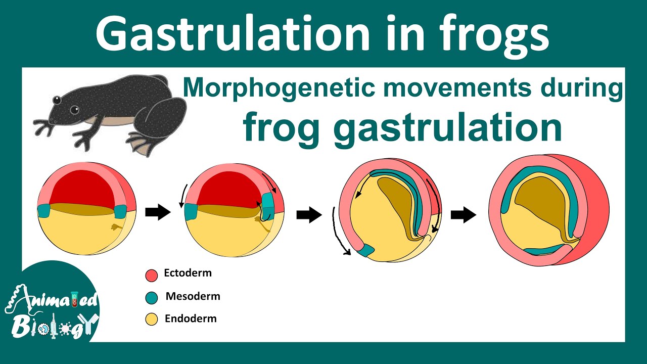 Gastrulation in frog | Morphogenetic movement during Xenopus gastrulation | epiboly | Embryology