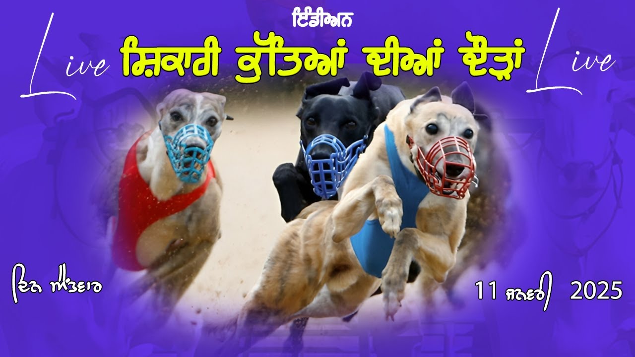🔴LIVE ਸਿਕਾਰੀ ਕੁਤਿਆਂ ਦੀਆਂ ਦੋੜਾਂ ਪਿੰਡ   #live