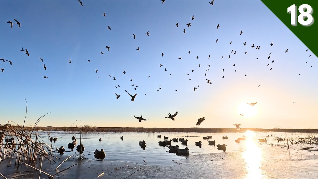 Mallards DUMPED Into This TINY ICE HOLE | Duck Hunting 2025