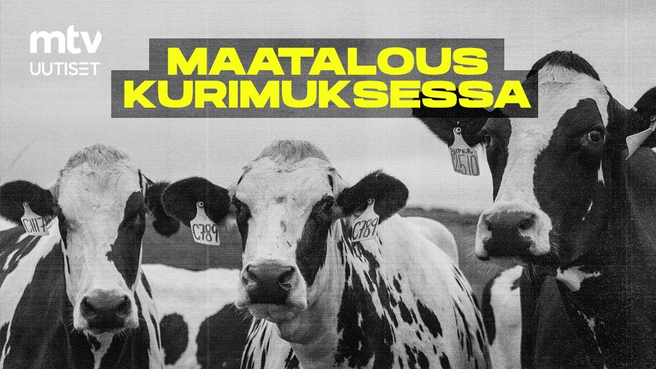 Suomen maatalouskriisi pakottaa yrittäjät sulkemaan tilansa I Asian ytimessä