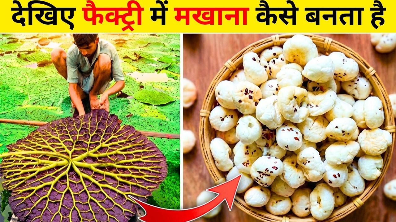 फैक्ट्री में मखाना कैसे बनता है?How Are Makhana Made in a Factory?