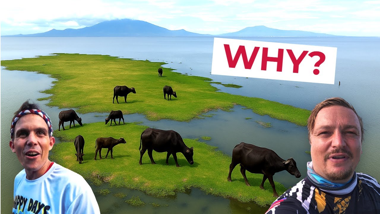 Carabaos Swim To This Philippines Island Every Day