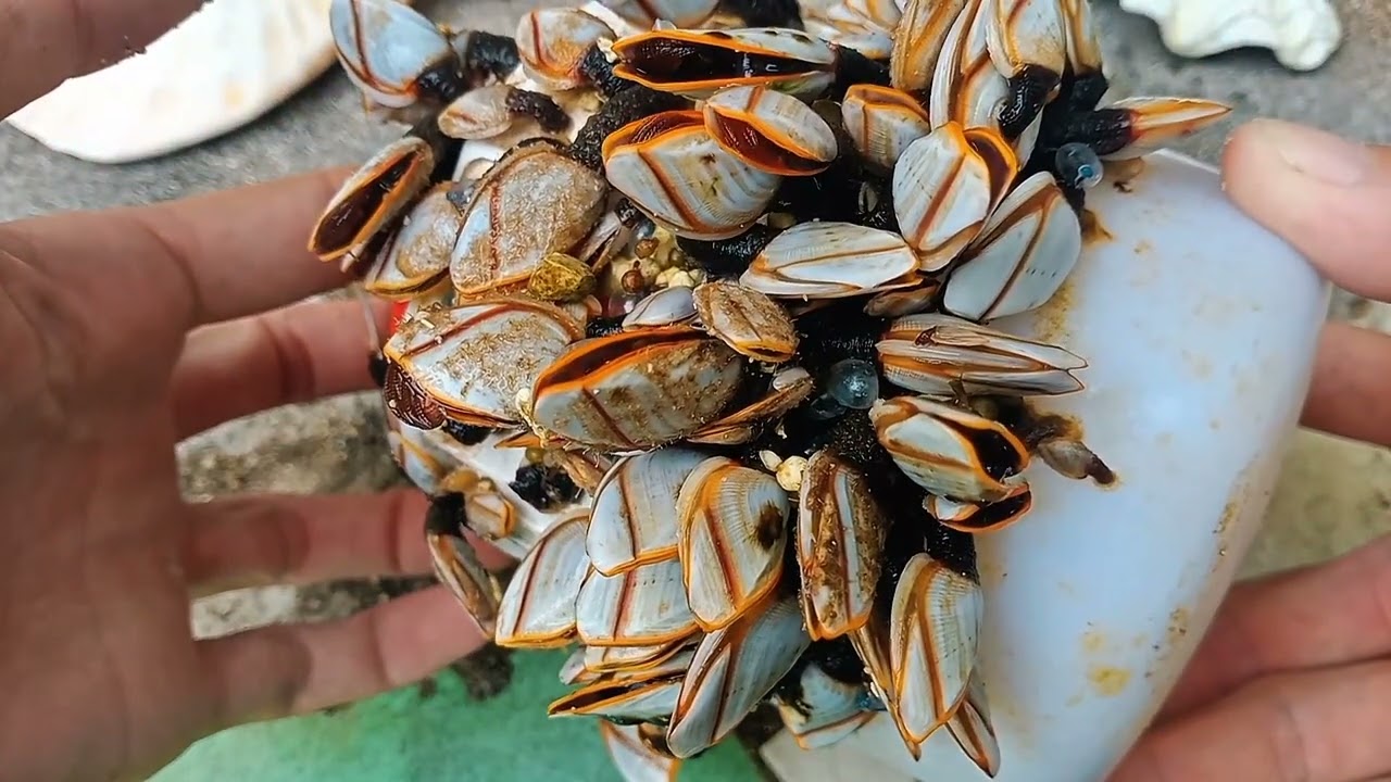 Remove barnacles ASMR No Talk Relax
