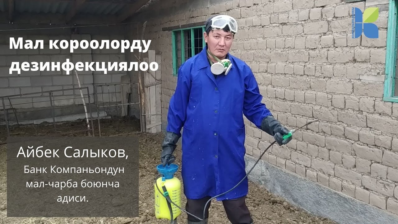 Мал короолорду  дезинфекциялоо