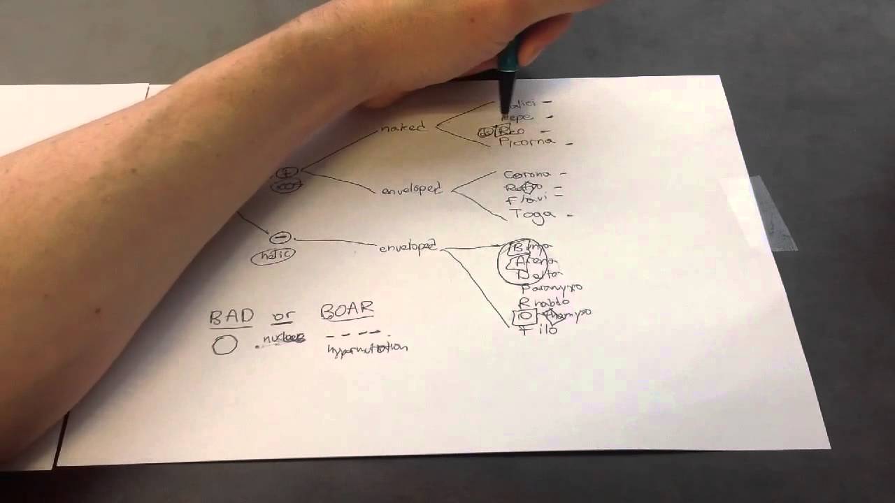 DNA and RNA Viruses Mnemonic for USMLE Step 1