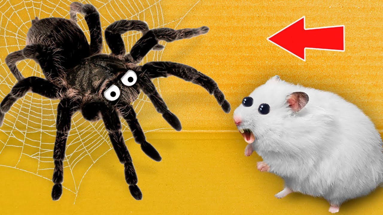 🕷 Spider - Hamster Maze with Traps ☠️ [OBSTACLE COURSE]
