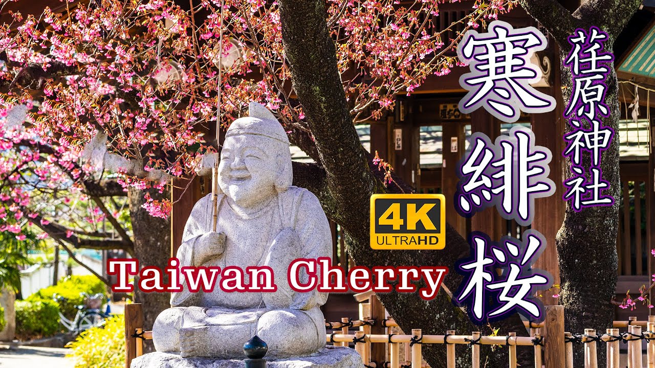 荏原神社の寒緋桜【日本の桜2021🌸】東京の桜の名所 早先の桜 4K HDR【桜開花・お花見】 Taiwan Cherry - Tokyo Early Blooming Cherry Blossoms