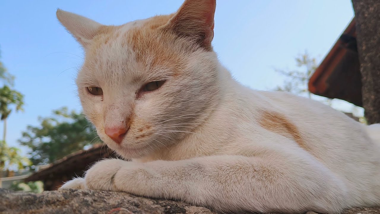 Gossiping with her! ❤️ | MeowmentsofCats 