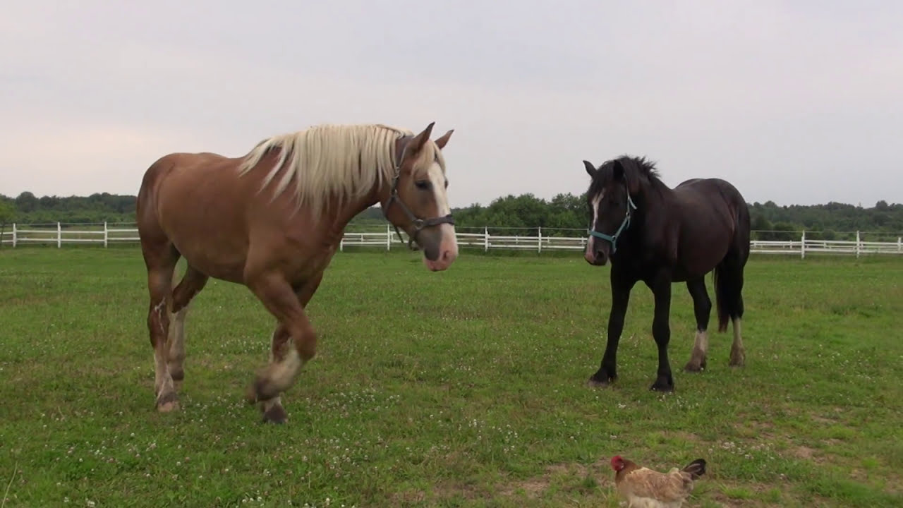Особенности воспроизводства крупных лошадей.