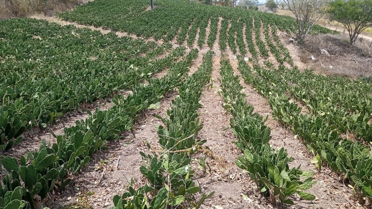 Veja como está o desenvolvimento da palma Califórnia com 15 dias de plantada 
