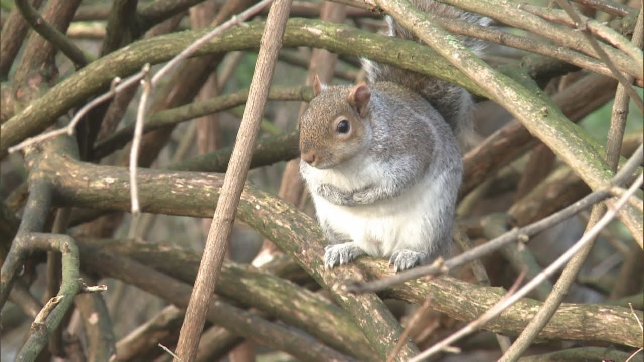 Fat squirrels: Mild winter means more food for Britain's grey squirrels