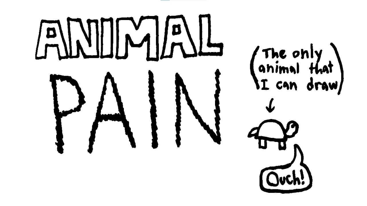The Problem of Animal Pain