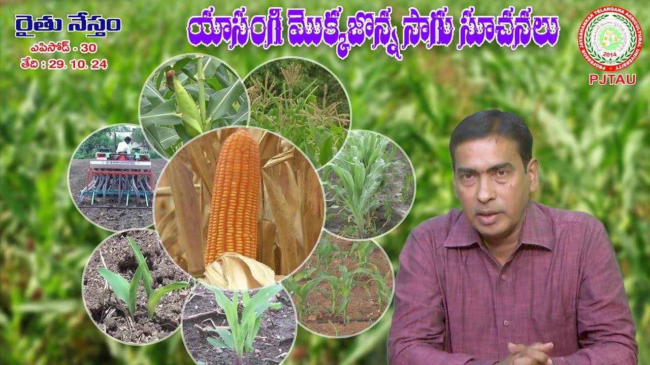 యాసంగి మొక్కజొన్న సాగు సూచనలు Rabi Maize management practices  II PJTAU II