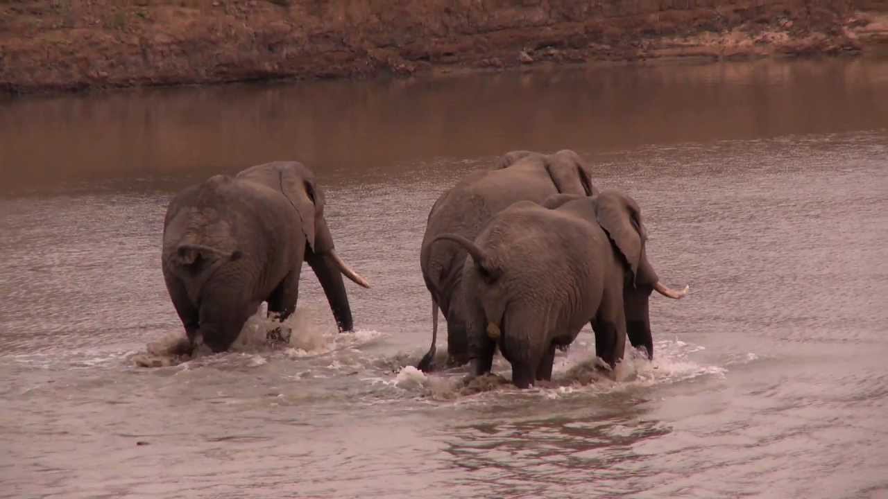 South Luangwa - Zambie, Afrika (Hotelbusy Pangeo tours)