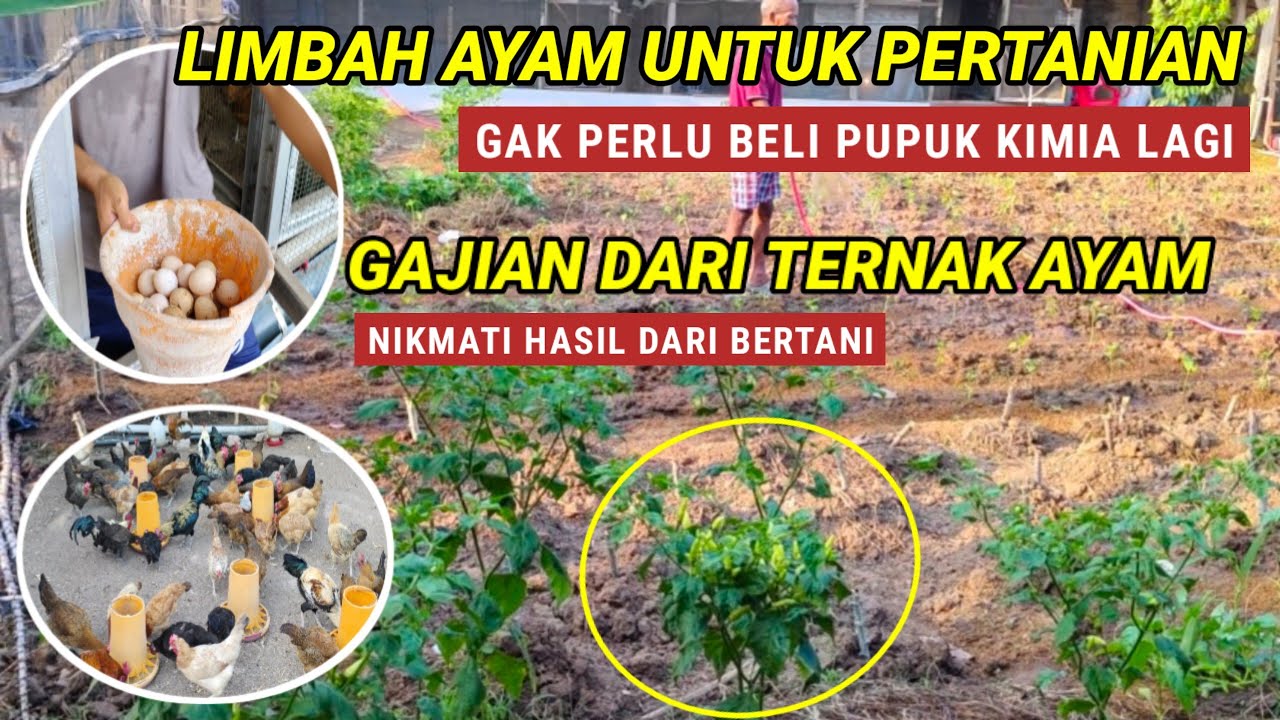 HARVESTING FREE-RANGE CHICKEN EGGS, CHILI GARDENING, UTILIZING WASTE FROM CHICKENS