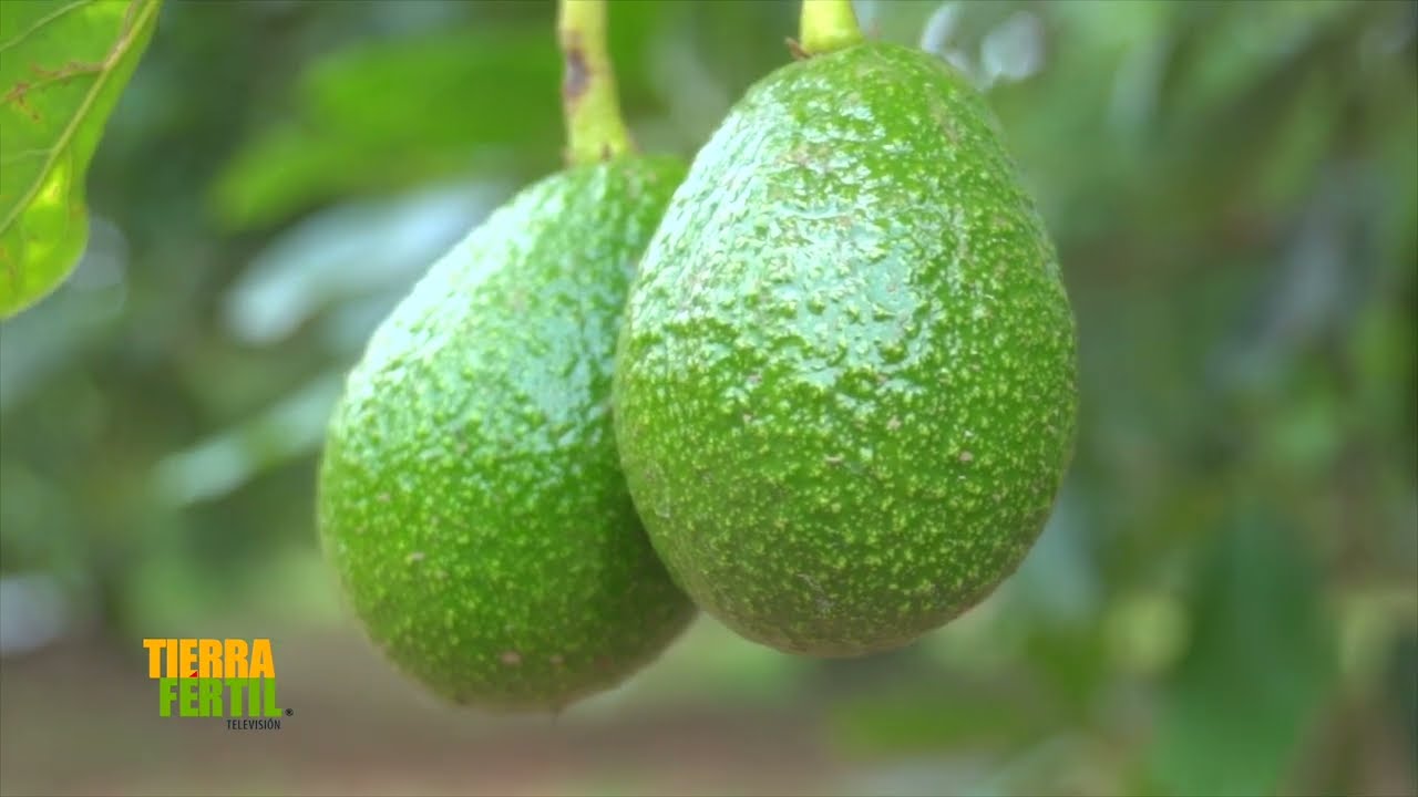 TIERRA FÉRTIL TV-CLONACIÓN DE PLANTAS DE AGUACATE (02.11.19)