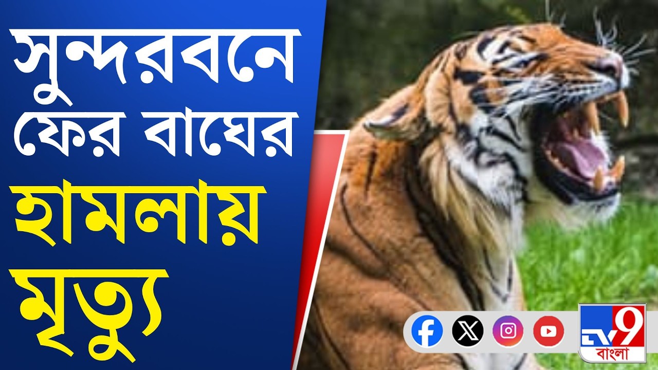 Tiger Attack at Gosaba: বাঘের মুখ থেকে মৎস্যজীবীকে উদ্ধার করেন অন্য সঙ্গীরা