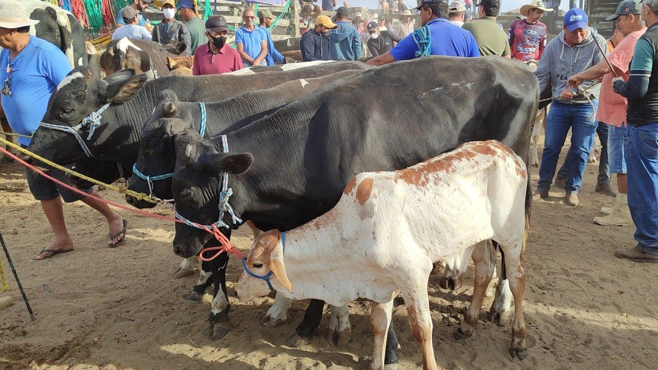 Feira de gado Capoeiras-PE 05/12/25 MUITO boi hoje. 
