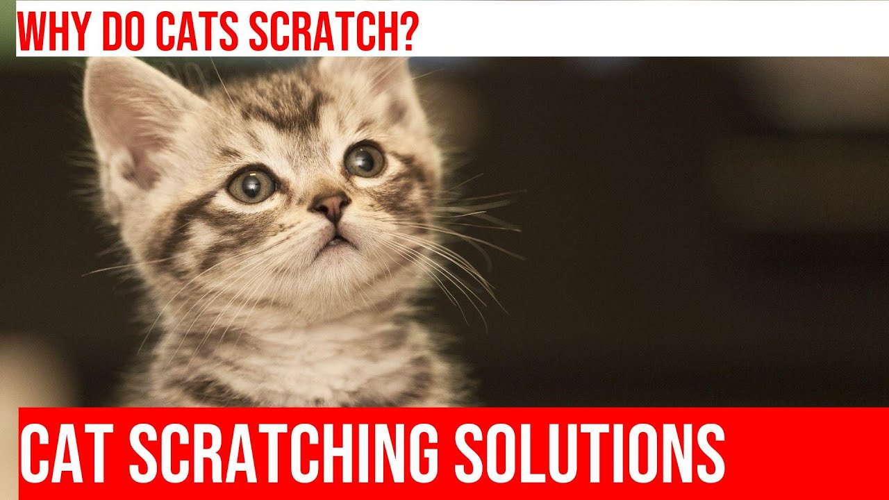 Stop Your Cat's Door Frame Scratching: Solutions and Tips