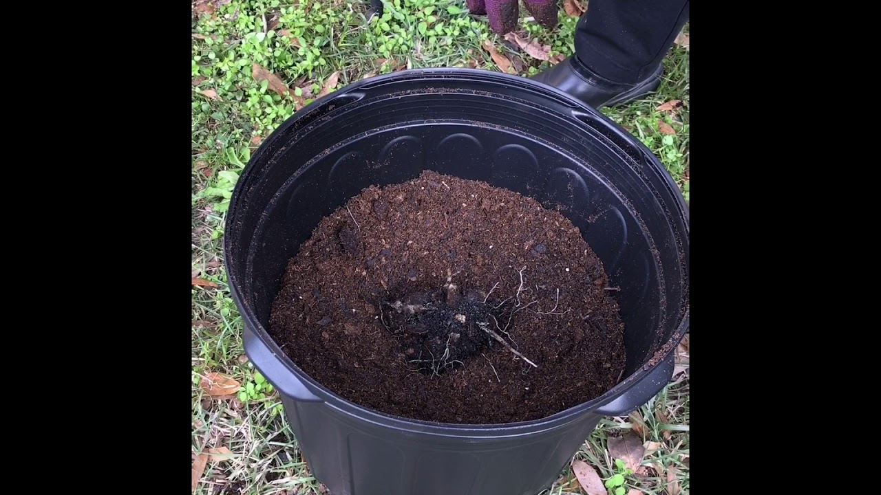 Growing Dahlias In Containers