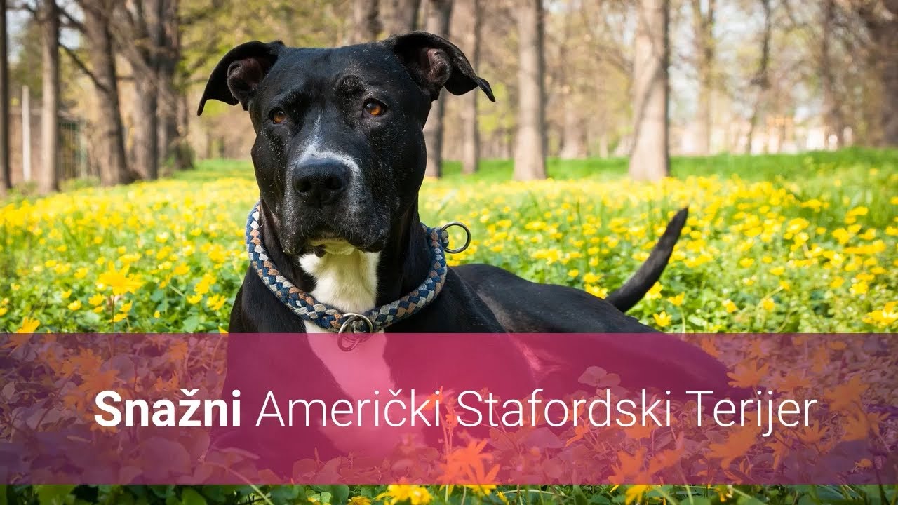 🐕 Nevjerojatno Snažni Američki Stafordski Terijer – Slike I Karakteristike Stafordskih Terijera