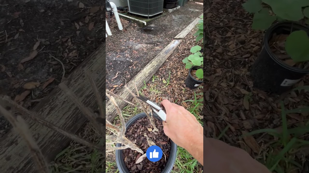 How To Prune Correctly 