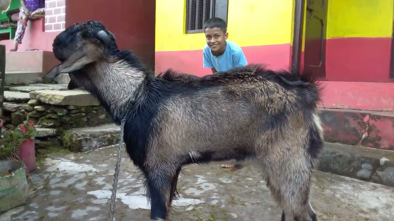 "आठ मैनको बोकाँ हो !