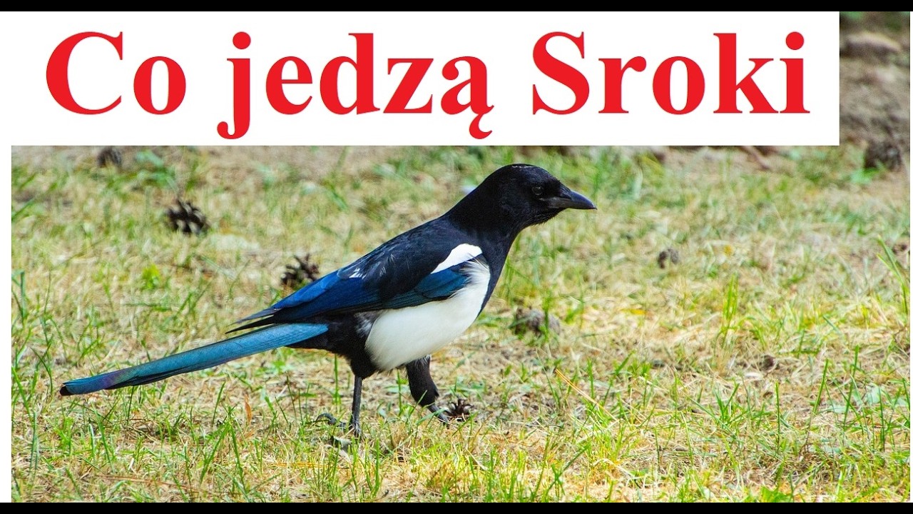 Co jedzą Sroki pospolite - Co je Sroka