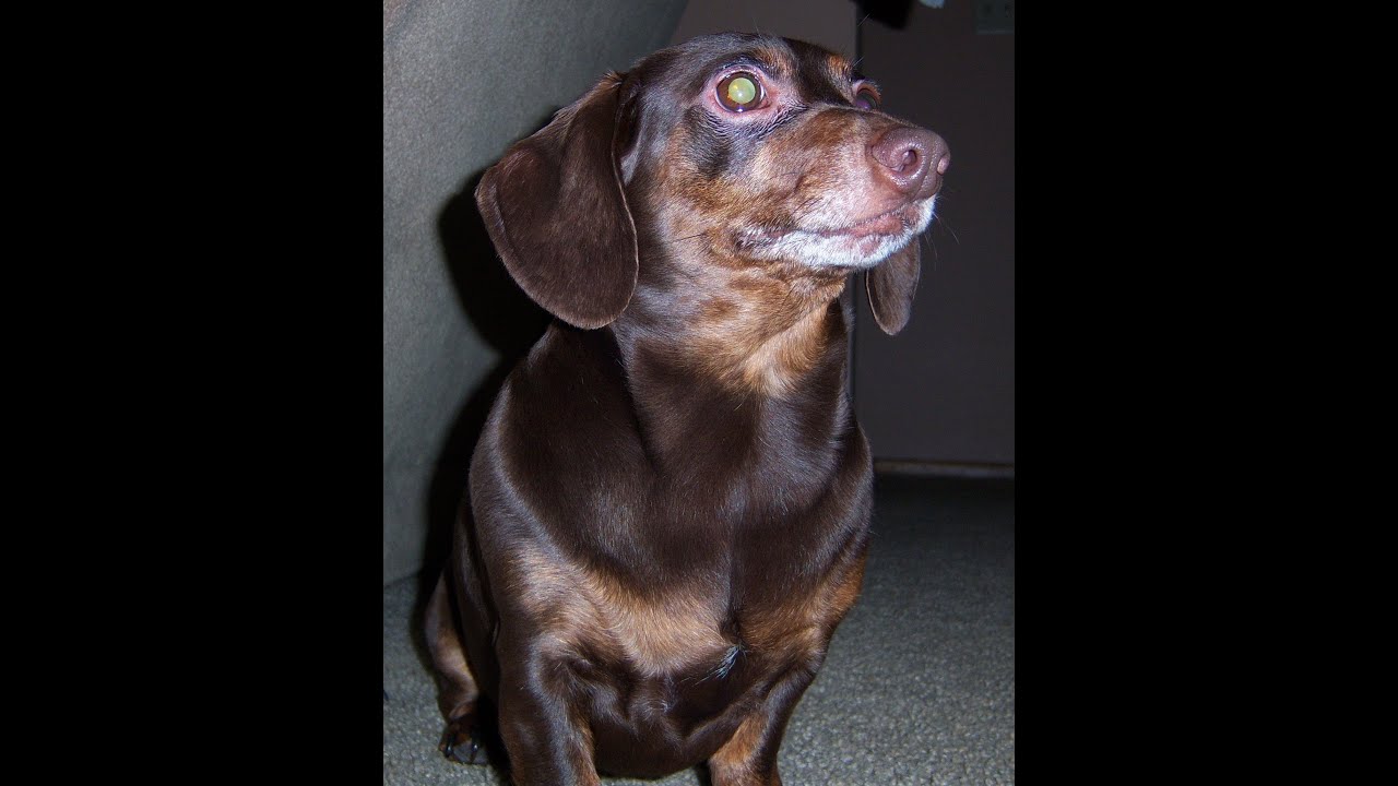 Mini Dachshund Barking part 2-He's a bit heavier