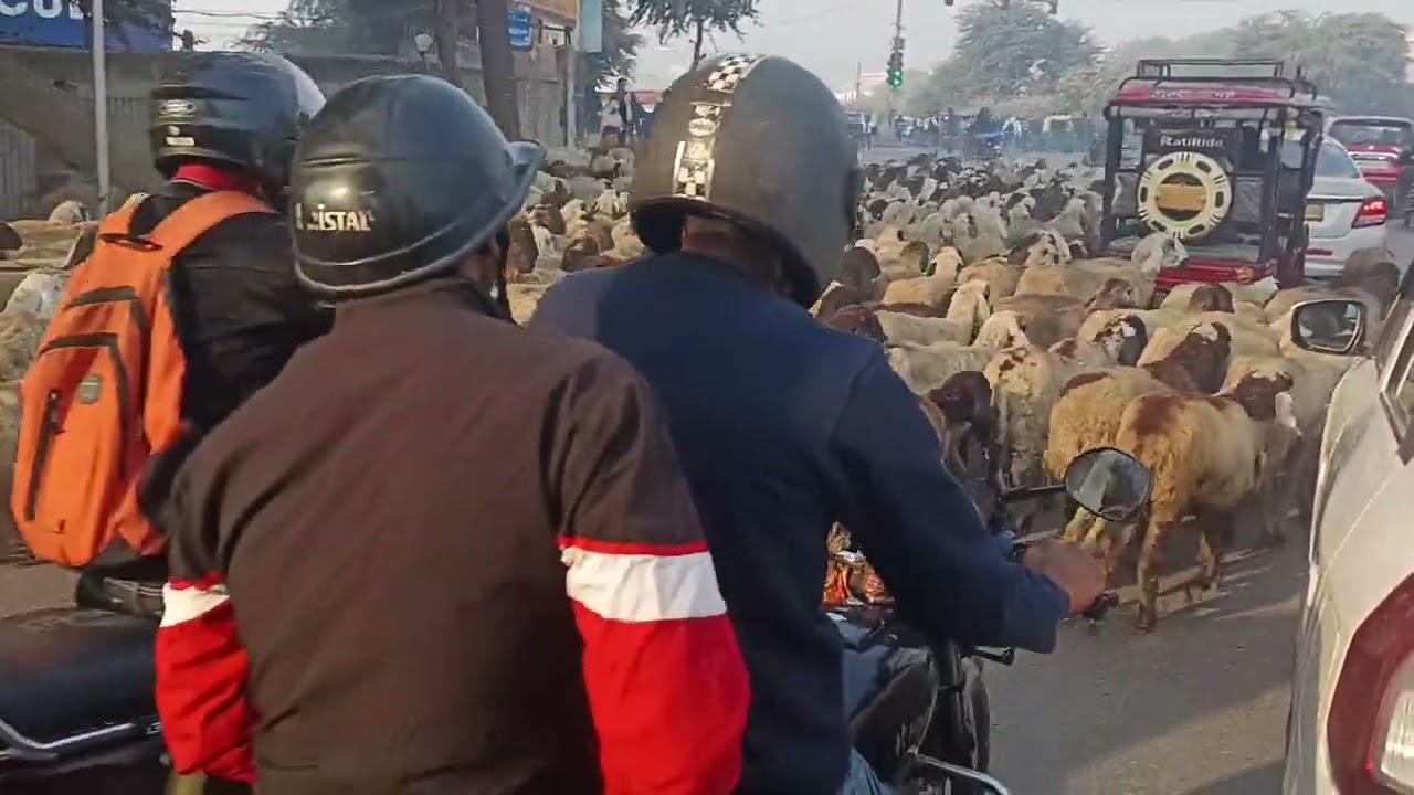 Delhi mein bhed Ne chakka jaam Kiya 😀😜😂🐑🐑🐏🐏🐏🐑