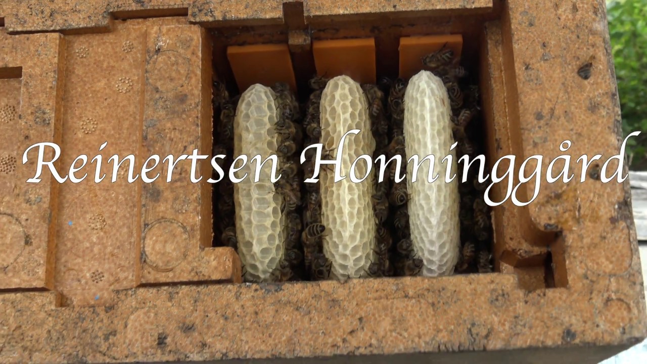 Dronningproduksjon - Dronning settes i avlegger