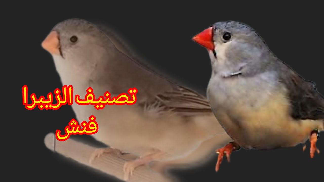 تصنيف الاناث الزيبرا فنش الثريكوم والبلاك برست 