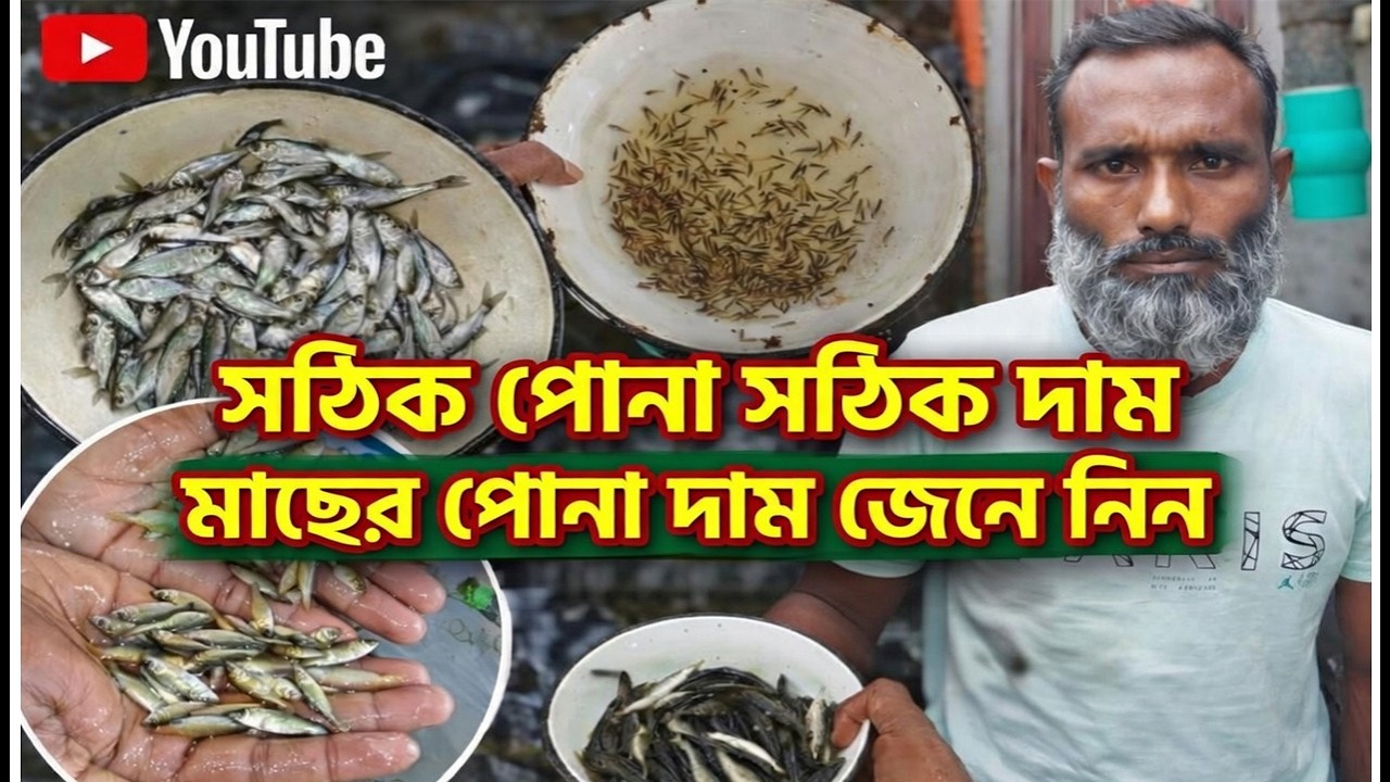 কোন মাছ চাষে লাভ বেশি যেনে নিন।নতুন ধানি ও চারাপোনার পাইকারি দাম কত