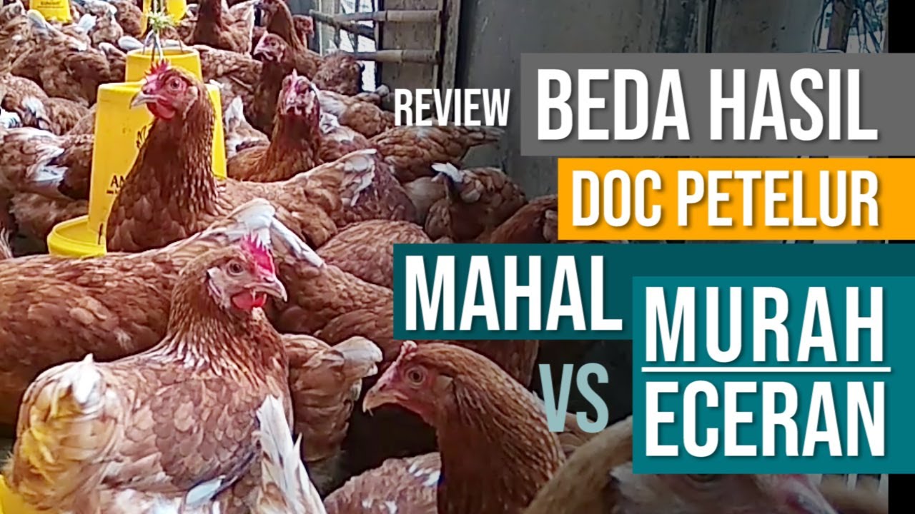 Review Ayam Petelur dari DOC Murah Eceran Polos Vs Mahal Platinum 🐣🐓
