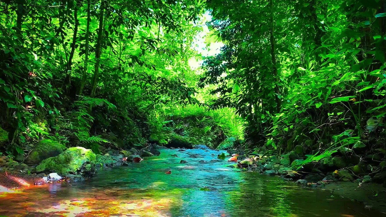 Relaxing Morning Bird Sounds in the Forest with River Water | Calm Nature Ambience