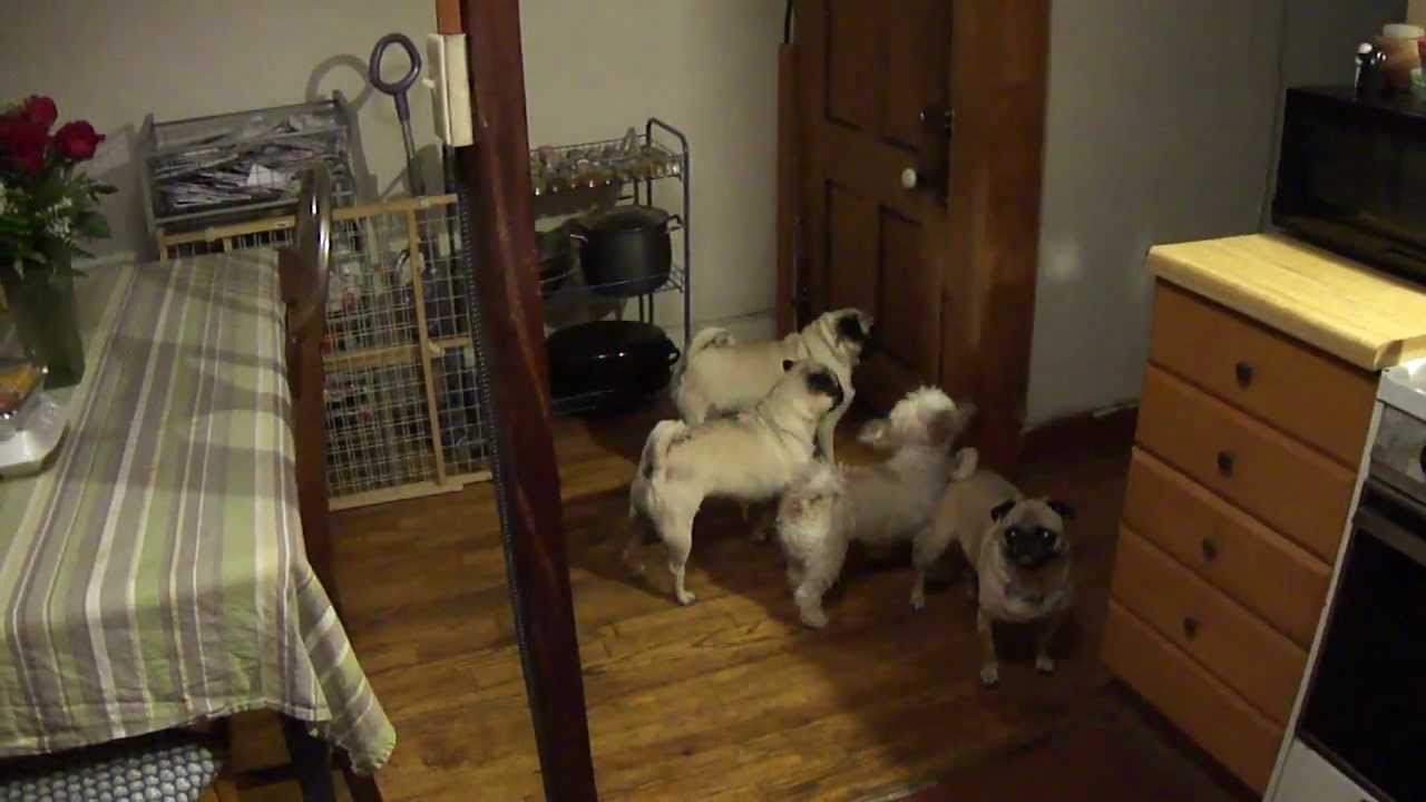 Pugs Excited To See Daddy Come Home. Too Cute!