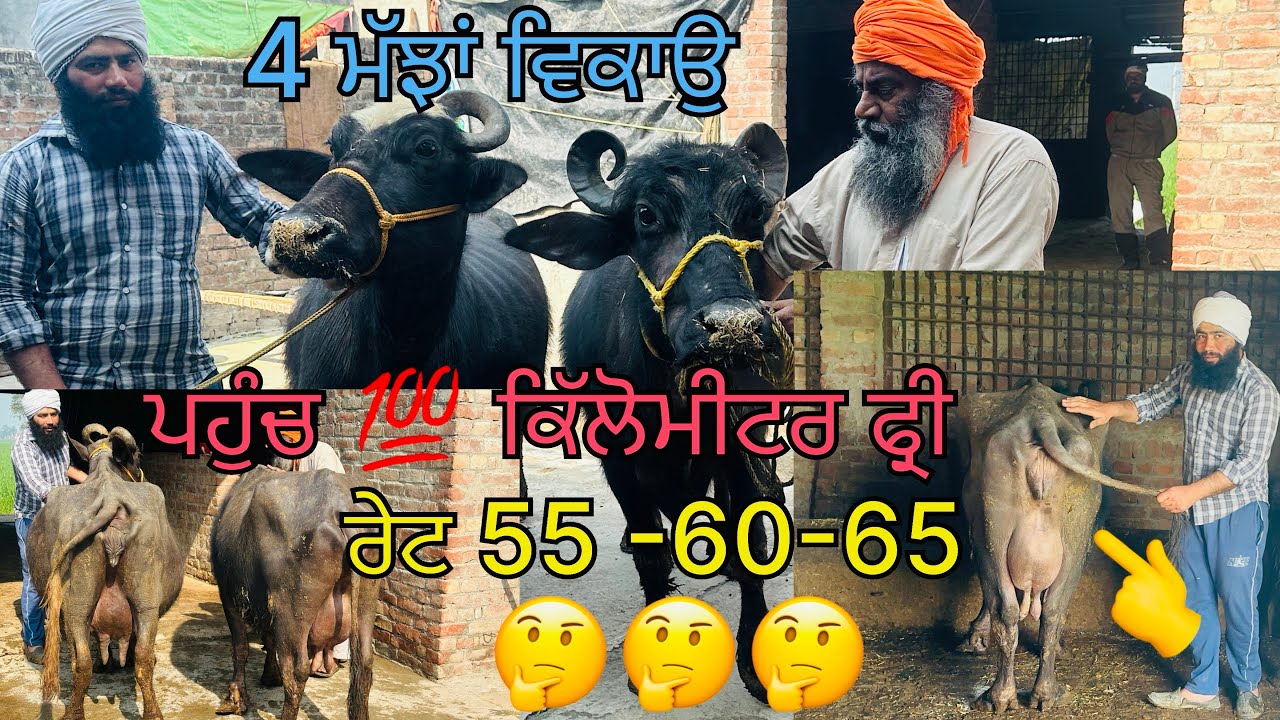 #video # 3/1/26 ਫ਼ੋਨ ☎️ 6284741127 ਆਗਿਆ ਬਾਈ ਪ੍ਰਤਾਪ ਸ਼ਾਹ ਜੀ ਰੇਟ ਤੁਹਾਡੇ ਮਨਪਸੰਦ ਦੇ 55-60-65 ਵਾਲੇ