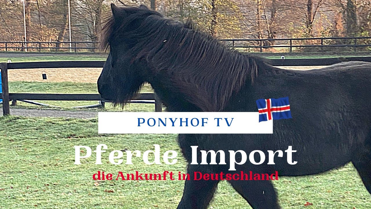 Islandpferde importieren - die Ankunft in Deutschland! - #1 - neue Ponys für den Witthus-Hof