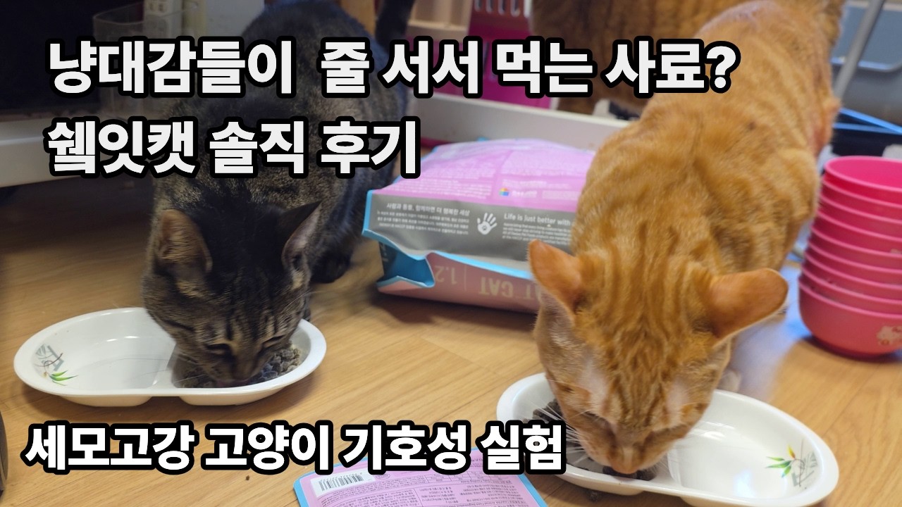 💖고양이 동결건조 사료  | 쉨잇캣 연어+치킨 리뷰