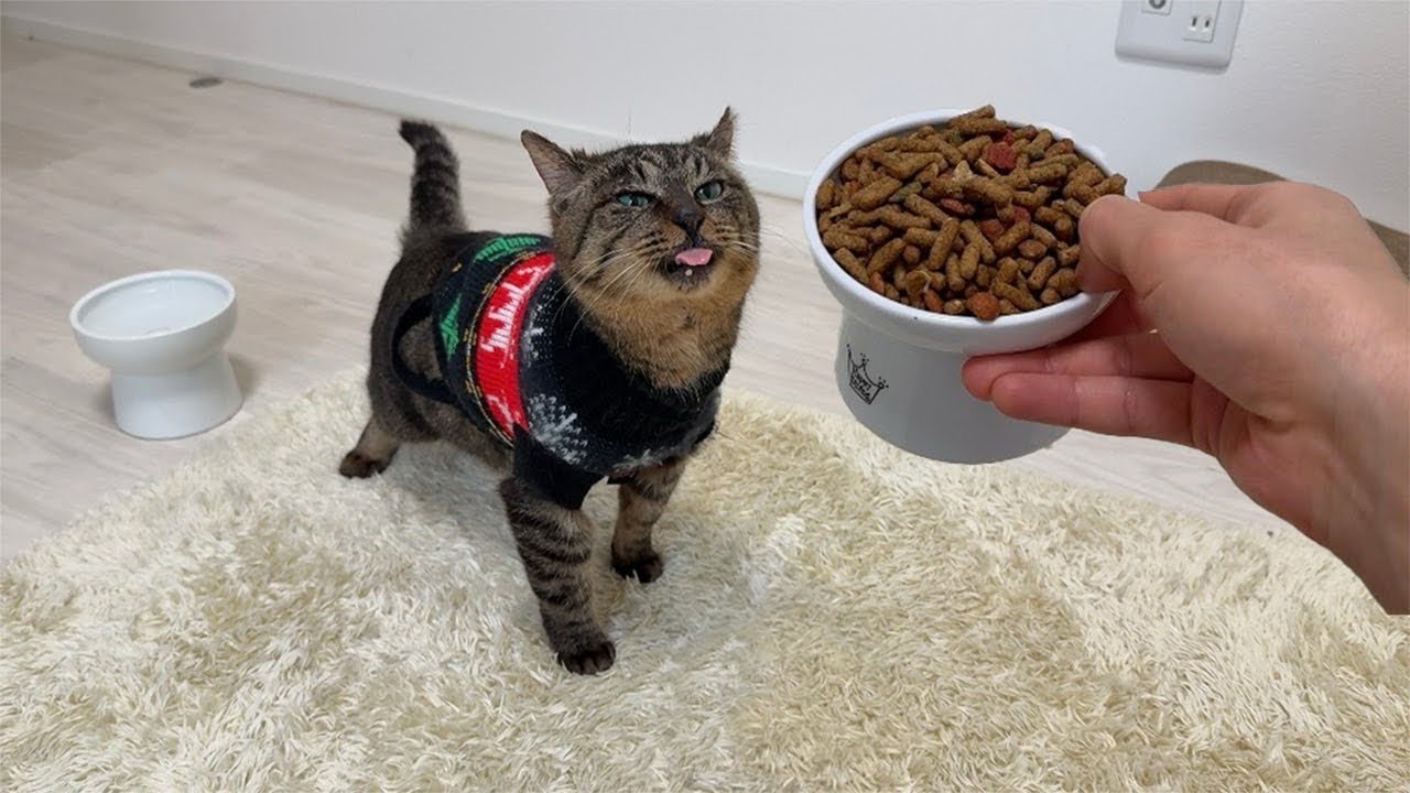 怪我してた猫を連れて帰って好きなだけご飯を食べさせてあげたら嬉しくてこうなっちゃいました…