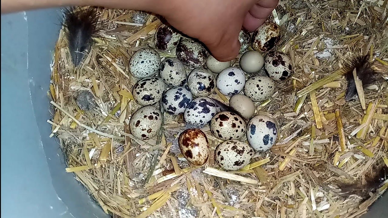 Gurk Tavuğunun Altına Bıldırcın Yumurtası Koyduk Bakalım Çıkarabilecek Mi?