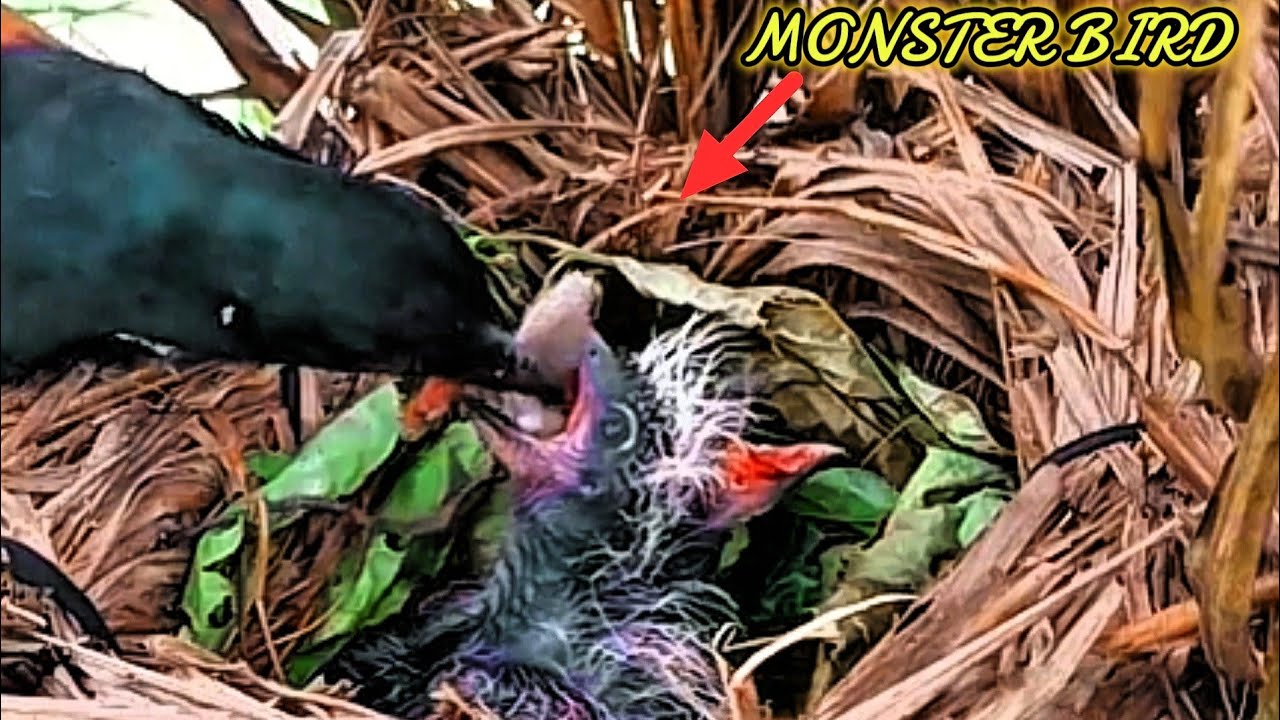 SEPERTI INI KETIKA BAYI BURUNG KELAPARAN