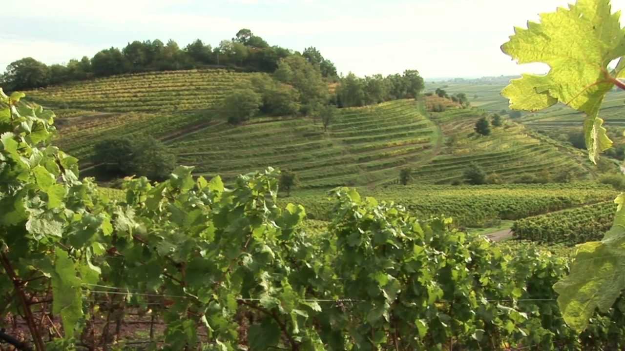 Weingut Siener Infofilm