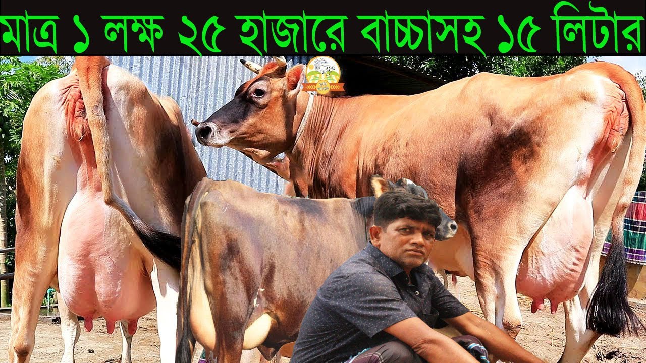 মাত্র ১ লক্ষ ২৫ হাজারে বাচ্চাসহ ১৫ লিটার জার্সি । ২ টি গাভী ২ টি বাচ্চাসহ ২২ লিটার মাত্র ২১০ হাজারে