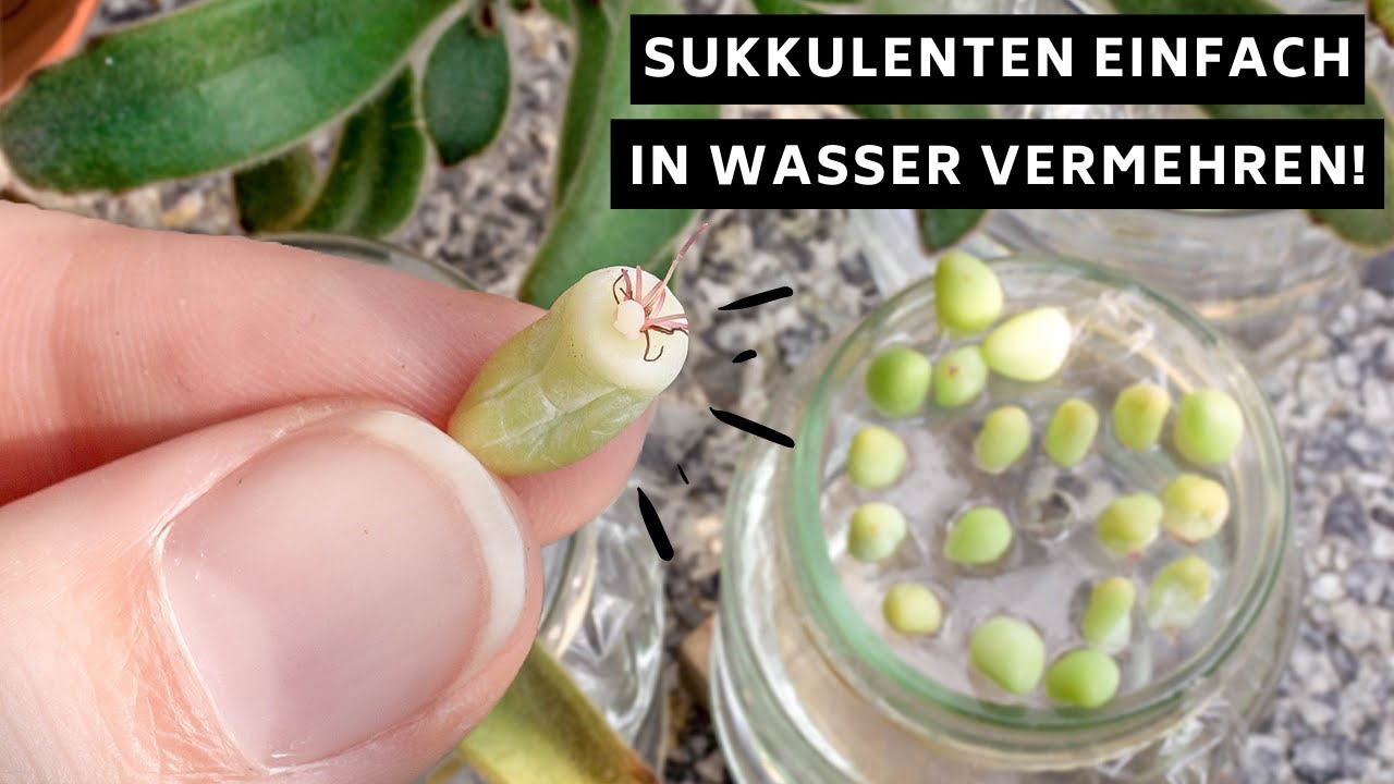 Sukkulenten (Blattstecklinge) mit sehr hoher Erfolgschance in Wasser vermehren! (+Perlit-Experiment)